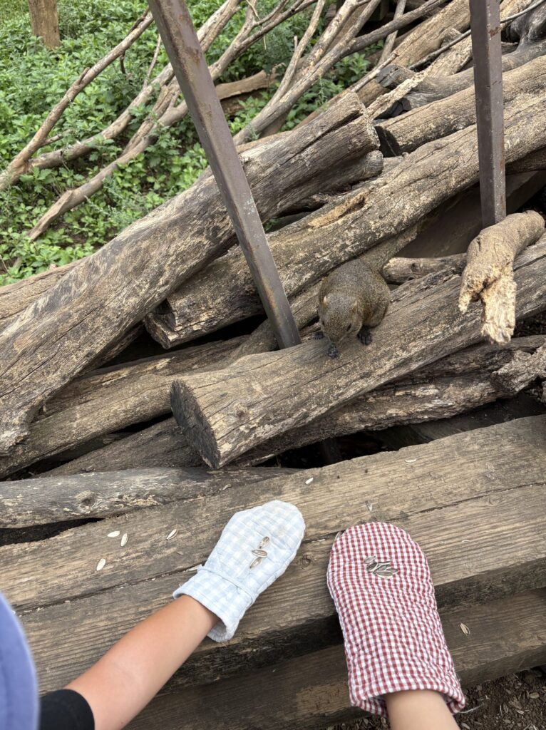 町田リス園で子供達がリスに餌をあげる写真。