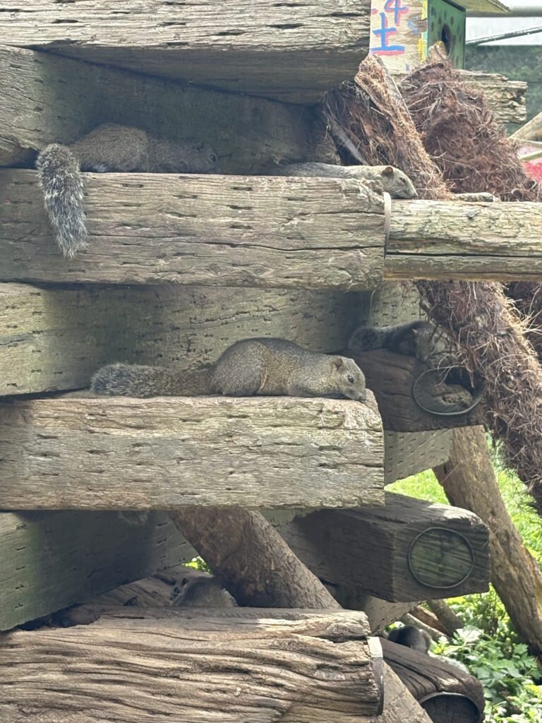町田リス園でお昼寝中のリスの写真。