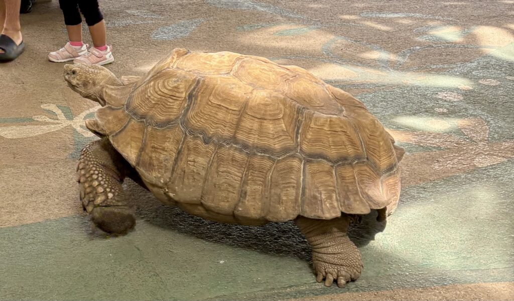 リクガメが散歩している写真。