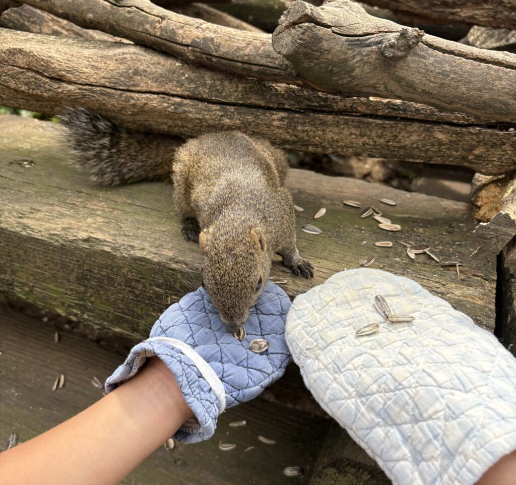 町田リス園で餌を食べるリスの写真。