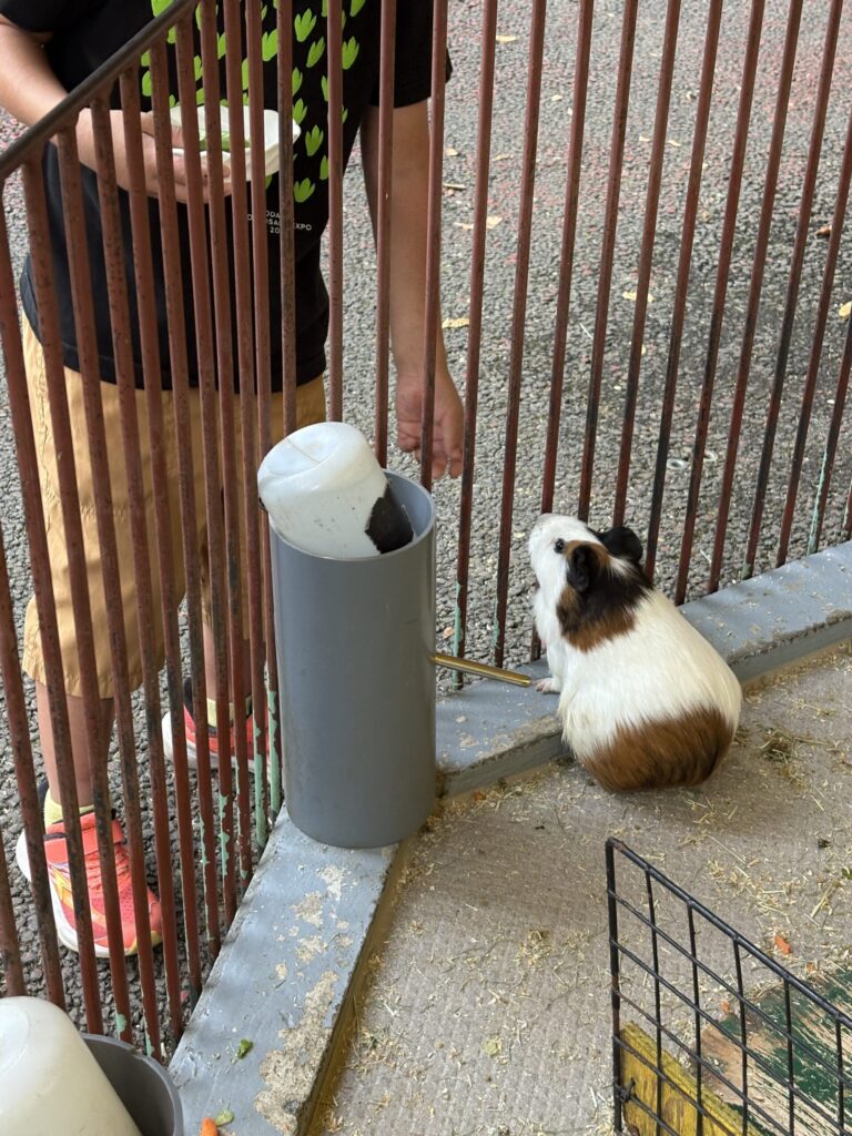 モルモットに餌をあげる写真。