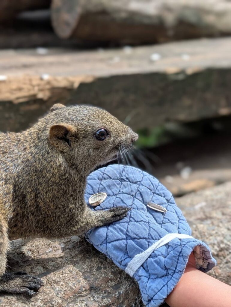 町田リス園で餌を食べるリスの写真。