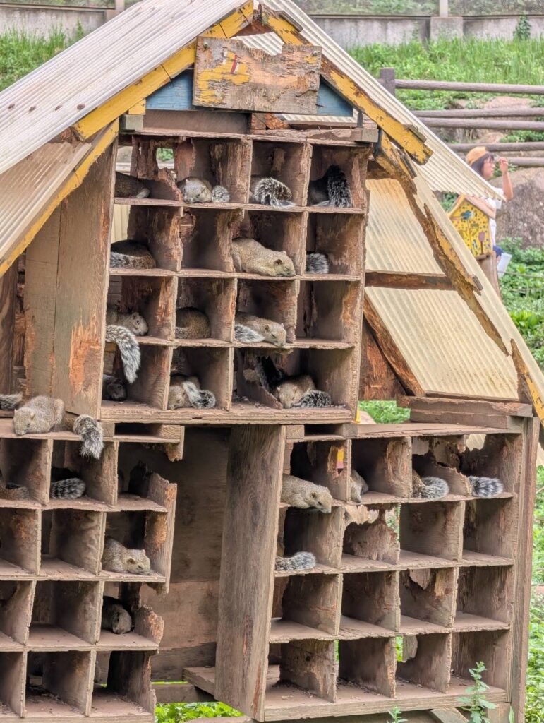 リスがたくさん寝ている写真。